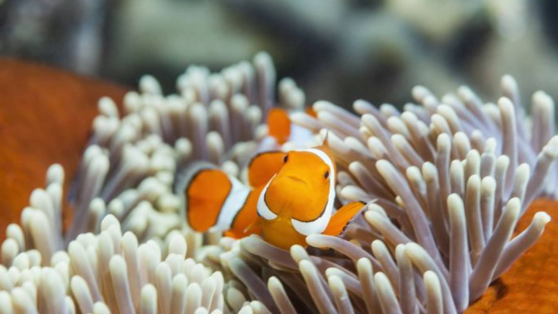 DLB-nature-great-barrier-reef-foundation