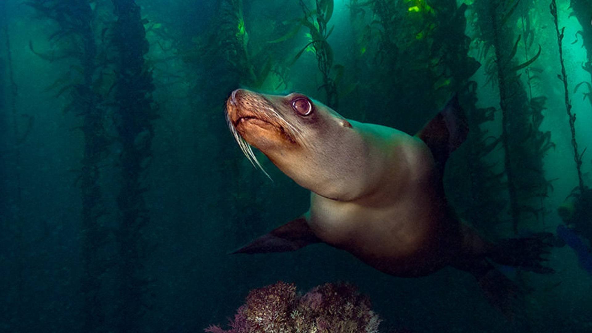 DLB-nature-national-marine-sanctuary