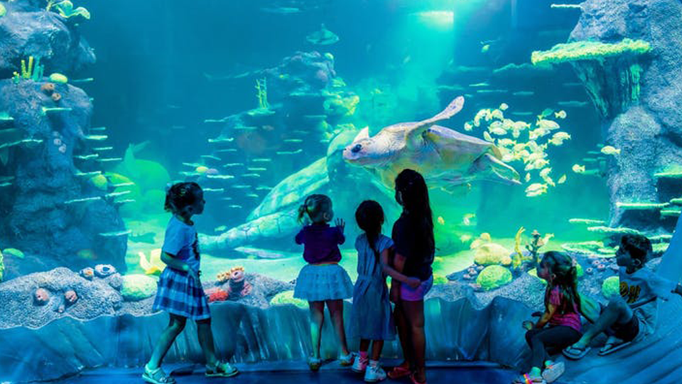 DLB-thumbnail-sea-life-aquarium